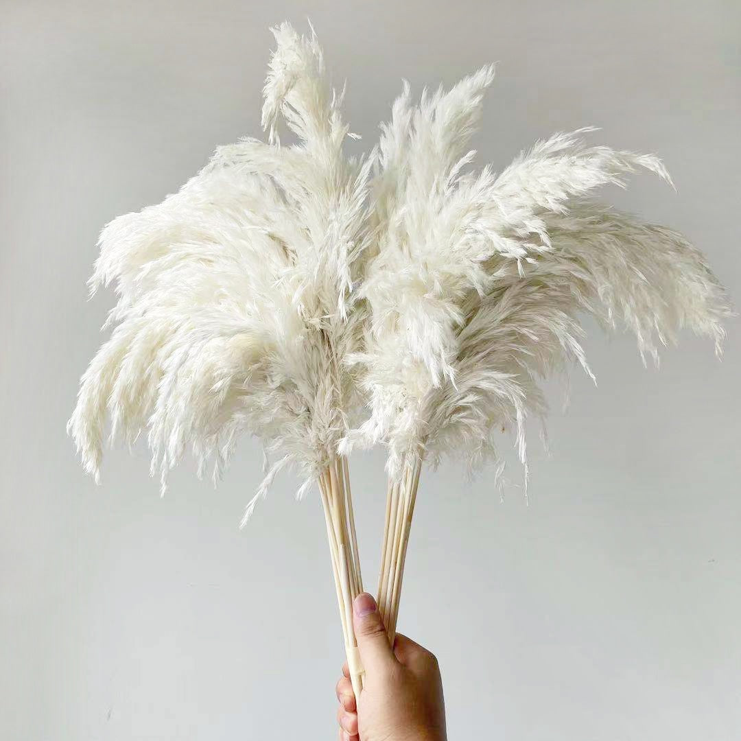 20 Stems Pompous Pampas-Grass Dried Pampass Plants Fluffy Pompas Grasses Small Pompus Short Boho Decor Total Length 21inch/55cm