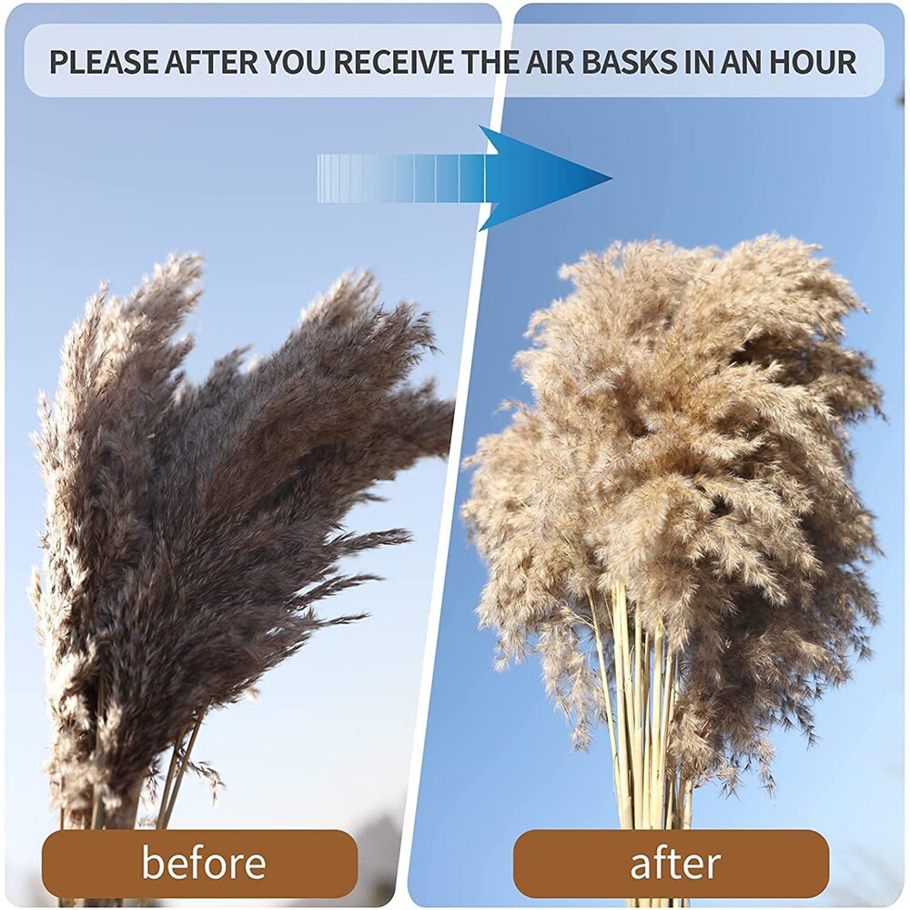 Pampas-Grass Pompous Dried Pampass Plants Fluffy Pompas Grasses 10/20/30 Stems Small Pompus Short Boho Decor Wedding Decoration