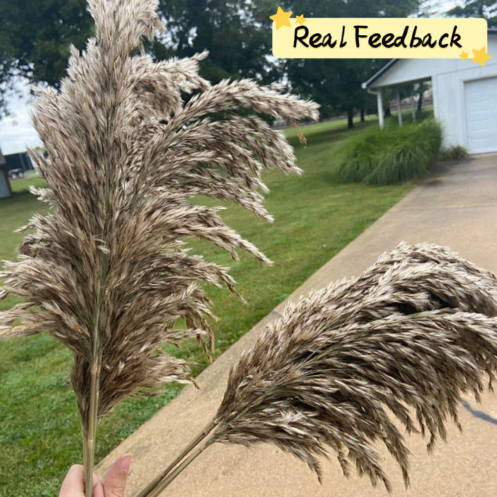 20 Stems Pompous Pampas-Grass Dried Pampass Plants Fluffy Pompas Grasses Small Pompus Short Boho Decor Total Length 21inch/55cm